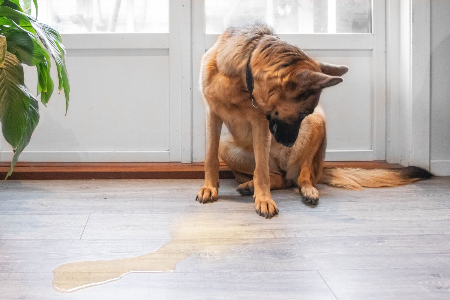 Mon chien fait pipi dans la maison, comment le faire arrêter ? Comment dresser un chien