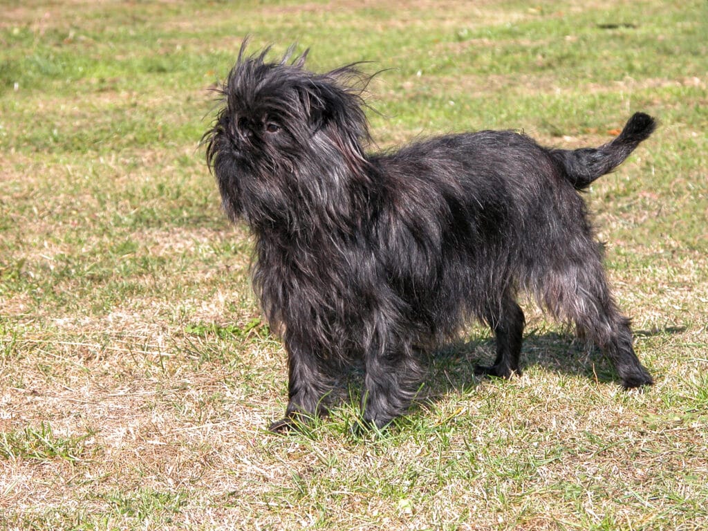 Affenpinscher : caractère, santé et prix de ce petit chien singe