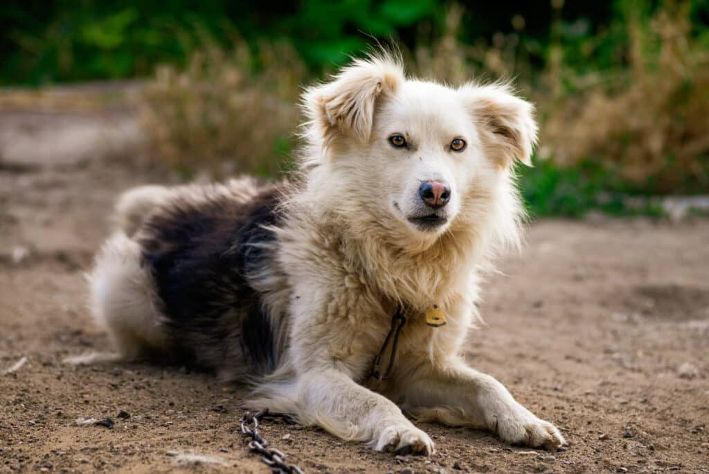 Aïdi : caractère, éducation et santé du chien de montagne de l&rsquo;Atlas
