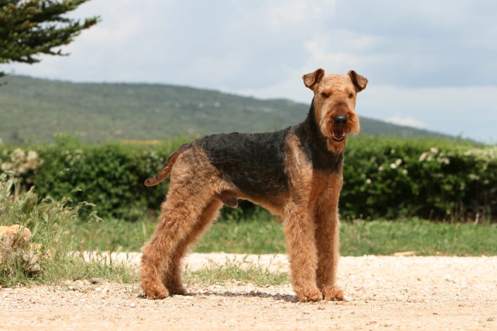 Airedale Terrier : caractère, éducation et santé du roi des terriers
