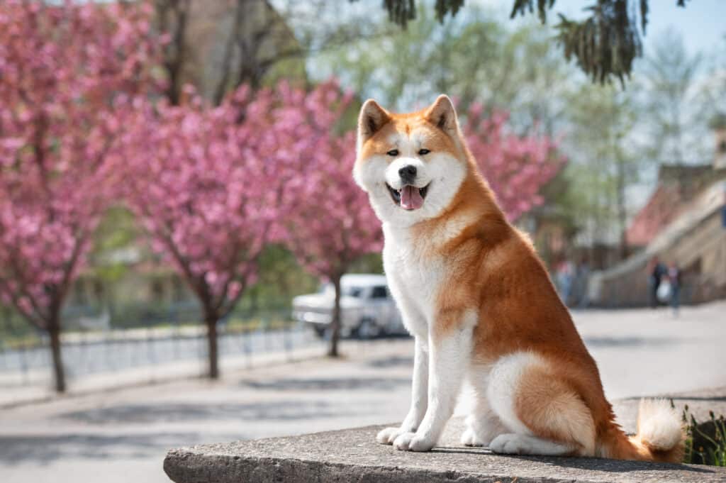 Akita : caractère, éducation et santé d&rsquo;un chien japonais d&rsquo;exception