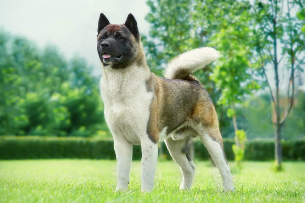 Akita Américain : caractère, santé et prix de ce grand chien fidèle