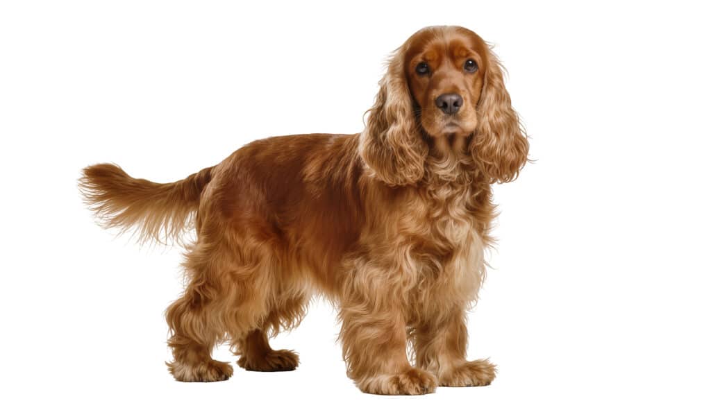 American Cocker Spaniel : caractère, santé et prix de cette race
