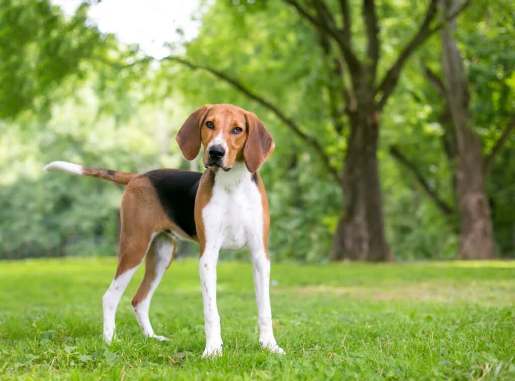 American Foxhound : caractère, santé et mode de vie de ce chien de chasse