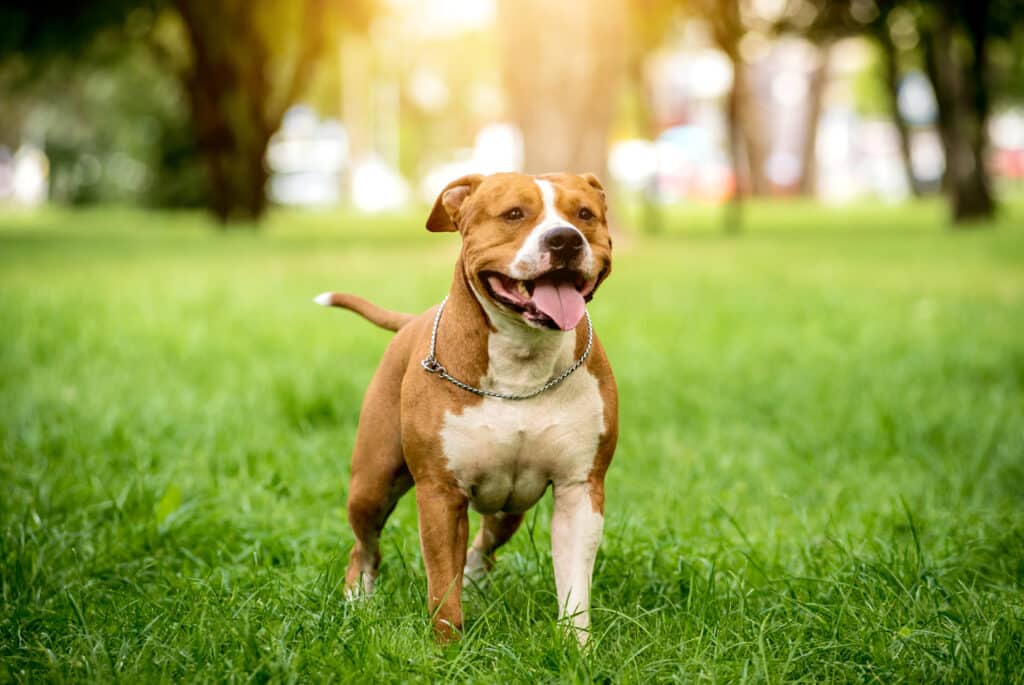 American Staffordshire Terrier : caractère, éducation et santé de l&rsquo;Amstaff