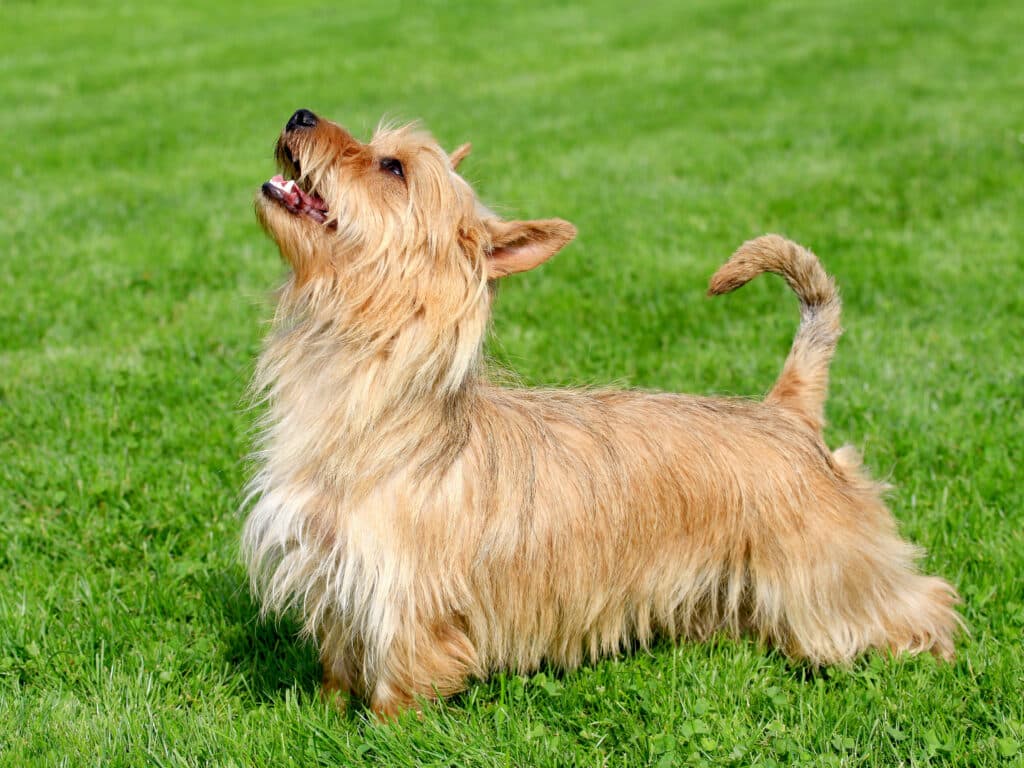 Australian Terrier : caractère, éducation et santé de ce petit terrier vif