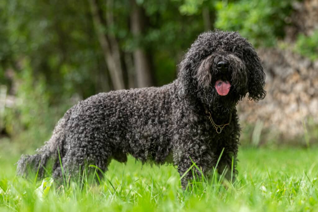 Barbet : caractère, santé et entretien de ce chien d&rsquo;eau français