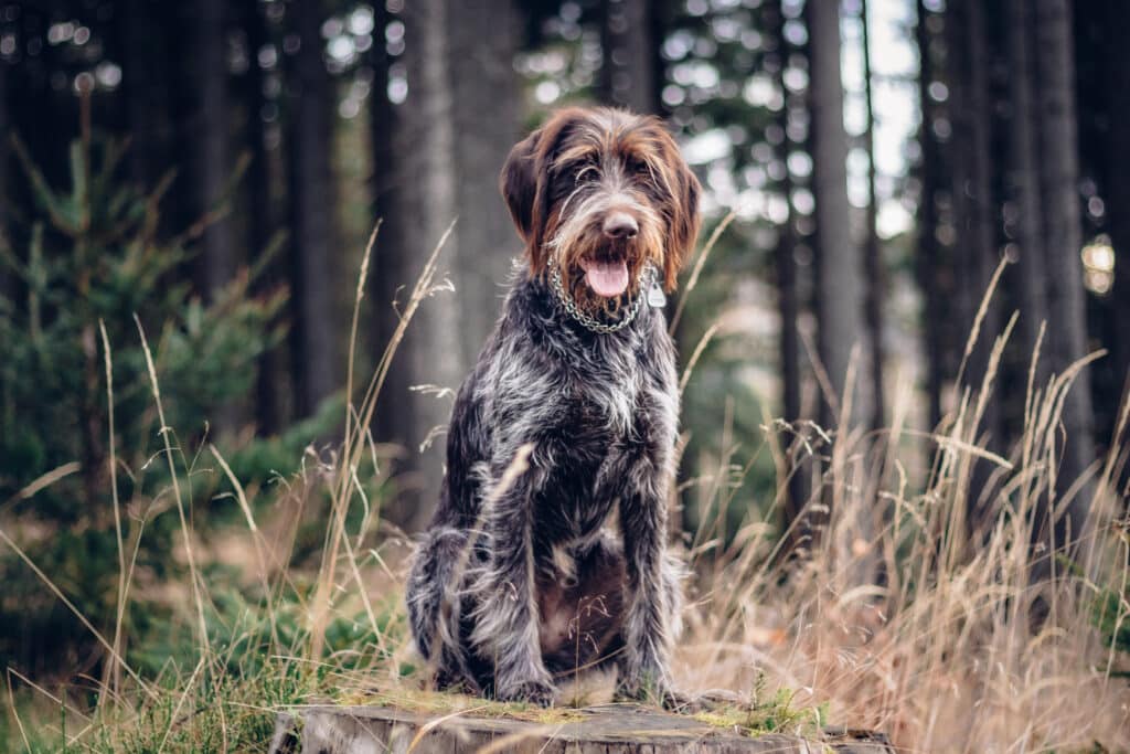 Barbu Tchèque : caractère, mode de vie et santé de ce chien d&rsquo;arrêt