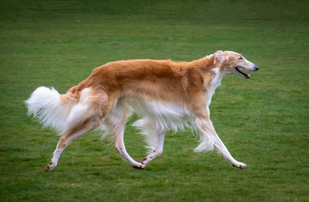 Barzoi : caractère, éducation et santé du lévrier russe