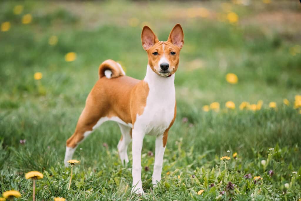 Basenji : caractère, éducation, santé et prix de ce chien africain
