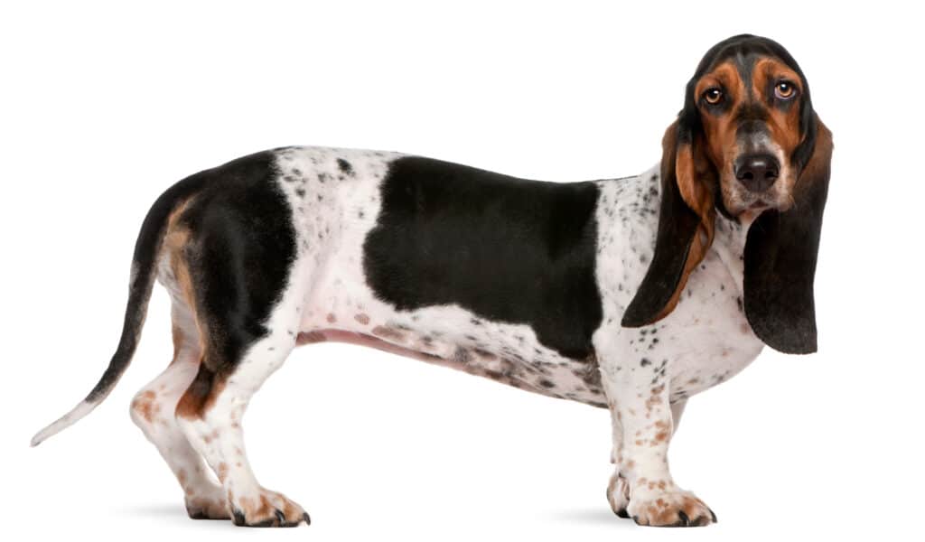 Basset Artésien Normand : caractère, santé et prix de ce chien courant