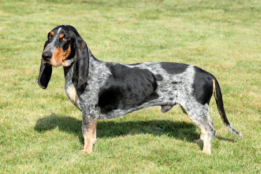 Basset Bleu de Gascogne : caractère, santé et prix de ce chien courant