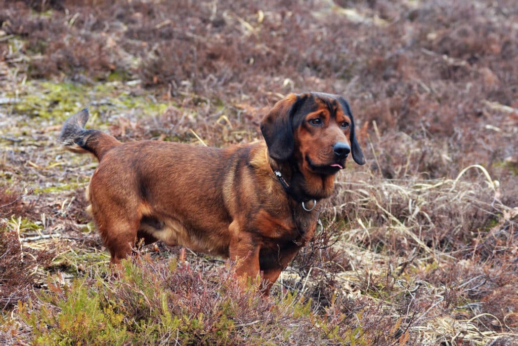 Basset des Alpes : caractère, éducation et prix de ce chien de chasse