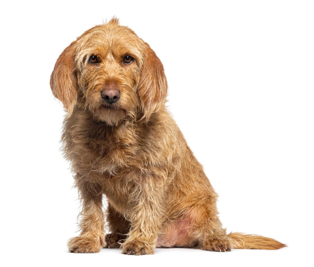 Basset Fauve de Bretagne : caractère, santé et prix de cette race