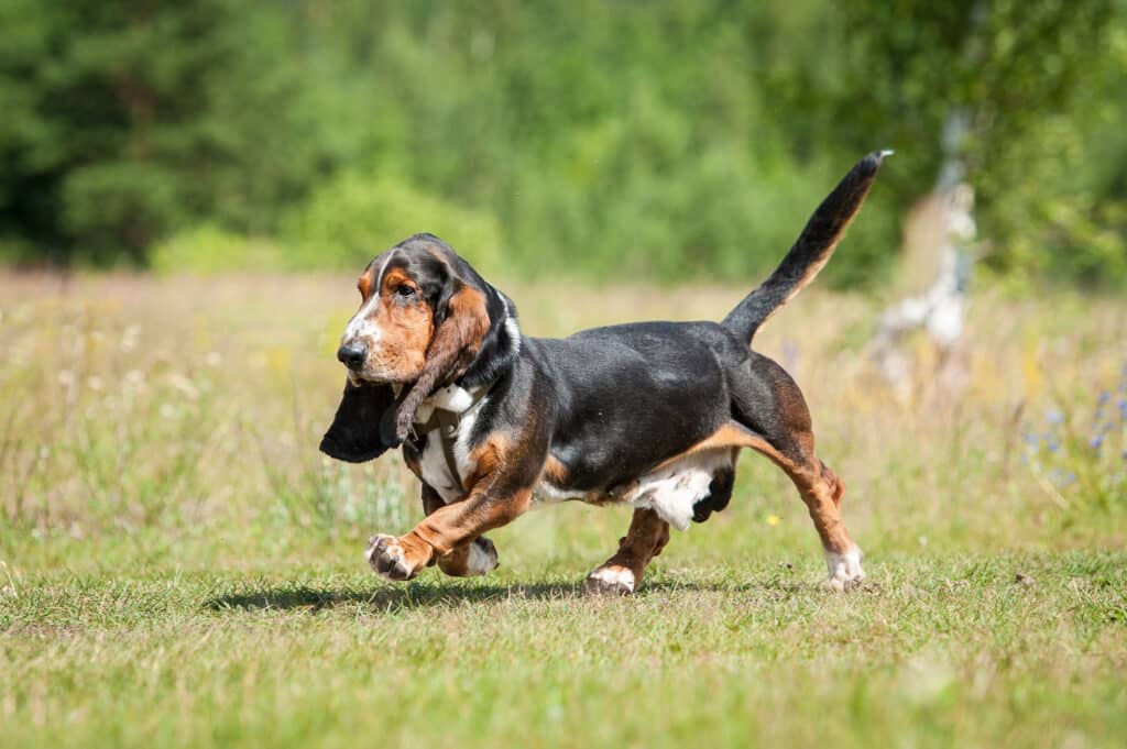 Basset Hound : caractère, santé et prix de ce chien de chasse au flair légendaire