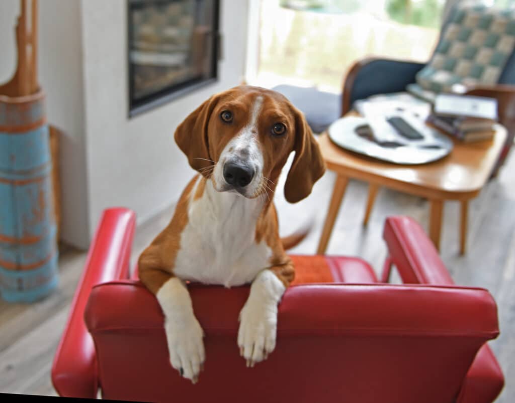 Basset Suédois (Drever) : caractère, santé et mode de vie