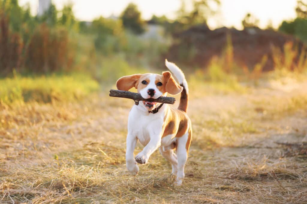 Beagle : caractère, éducation, santé et prix de ce chien de chasse