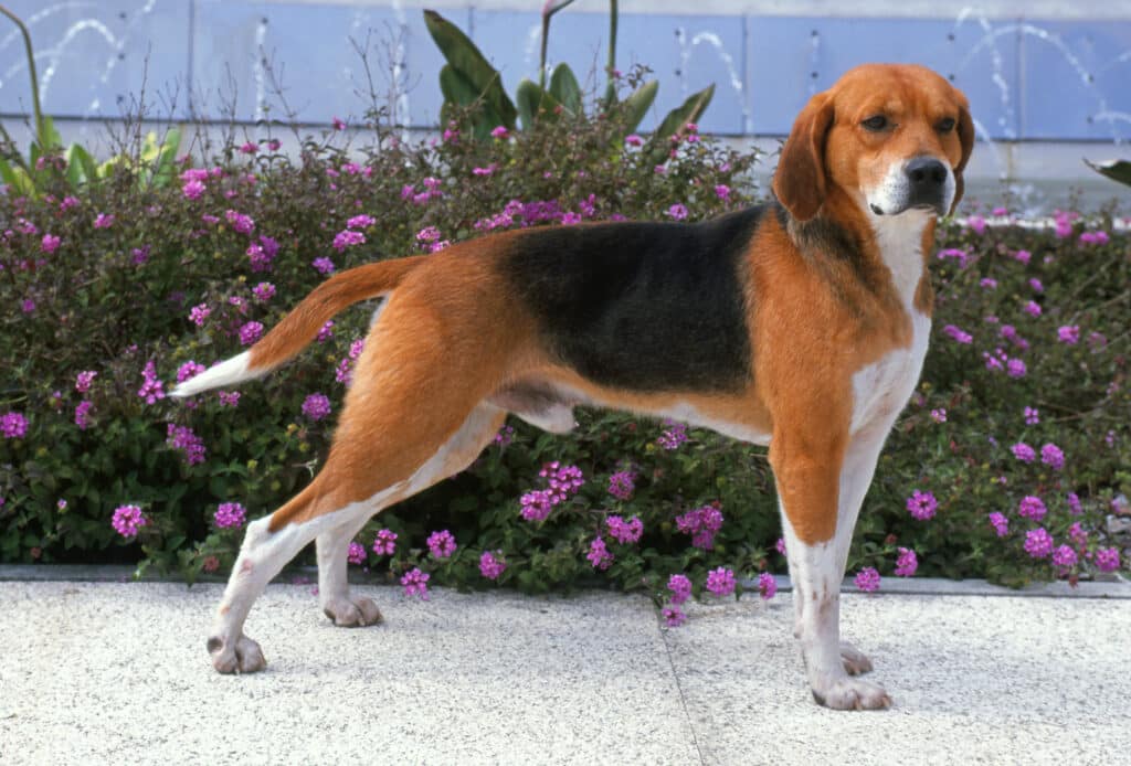 Beagle-Harrier : caractère, éducation, santé et prix de ce chien courant