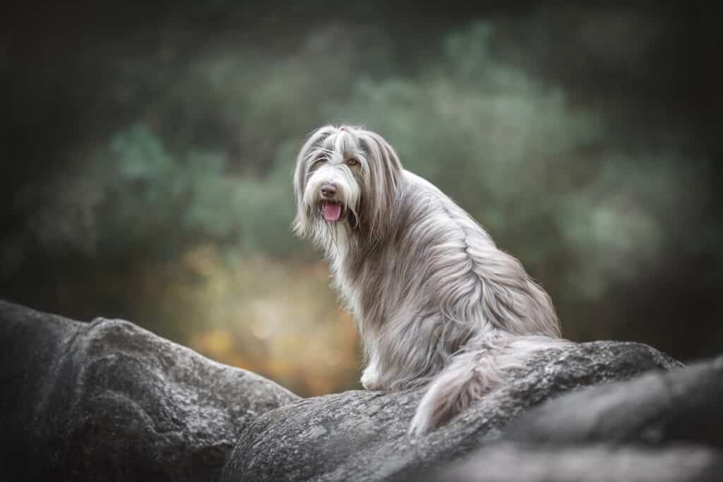 Bearded Collie : caractère, éducation, santé et prix de ce berger écossais