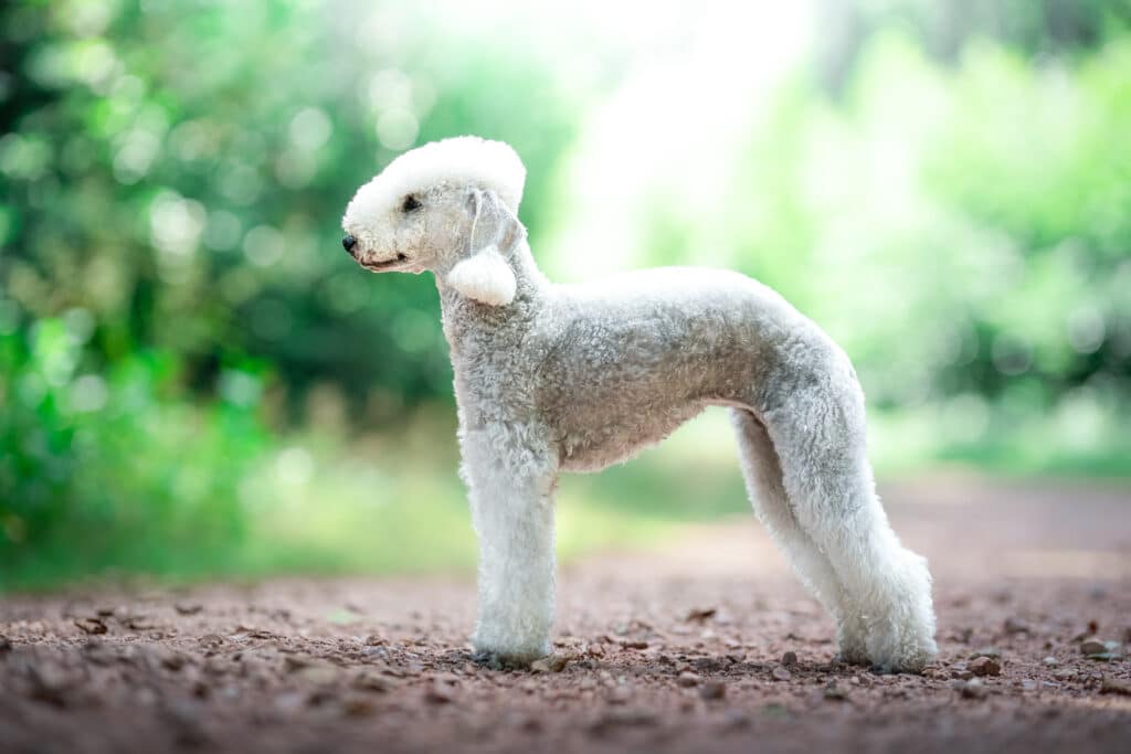 Bedlington Terrier : caractère, santé et entretien de ce chien au look d&rsquo;agneau