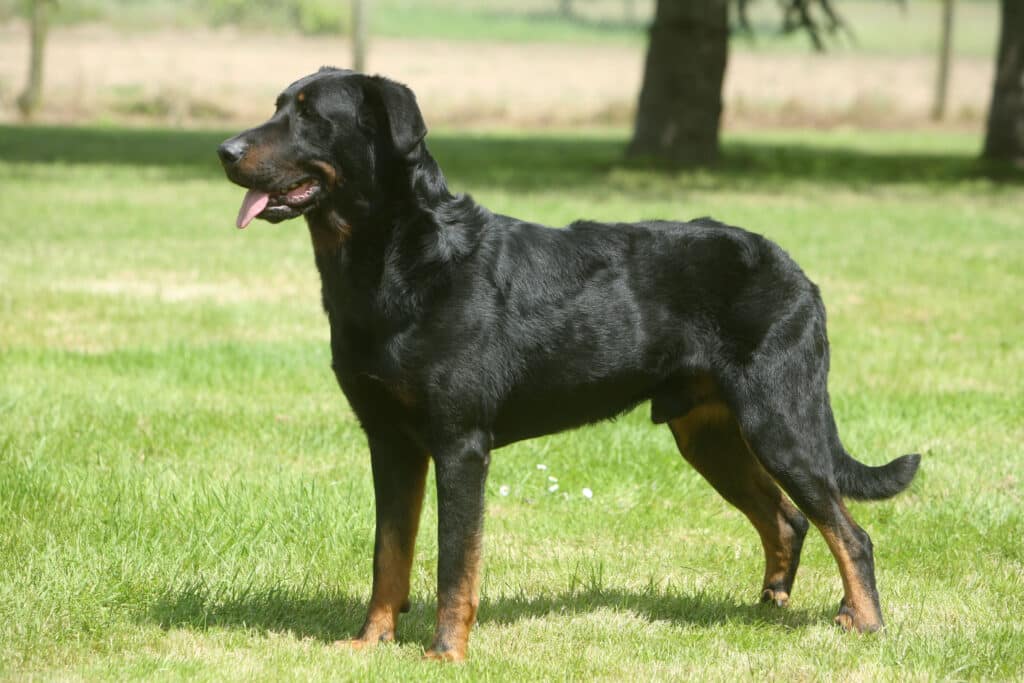 Berger Beauceron : caractère, éducation et prix de cette race