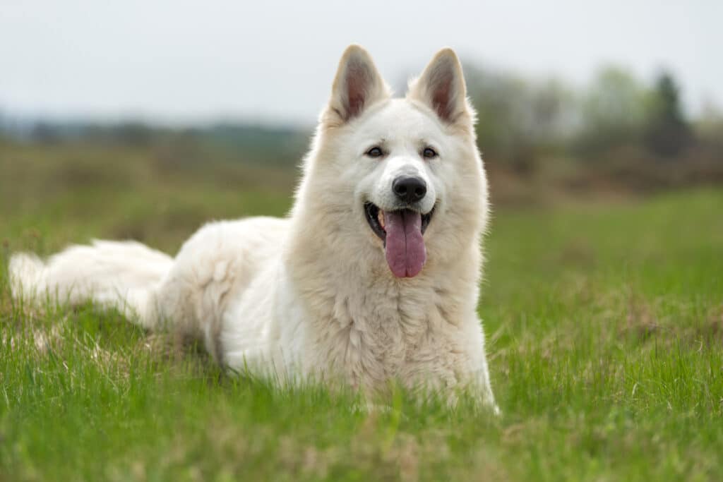 Berger Blanc Suisse : caractère, éducation et santé de cette race
