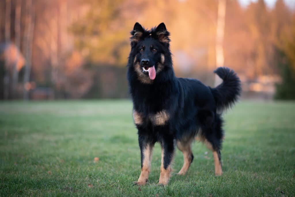 Berger de Bohême : caractère, santé et éducation de ce chien tchèque