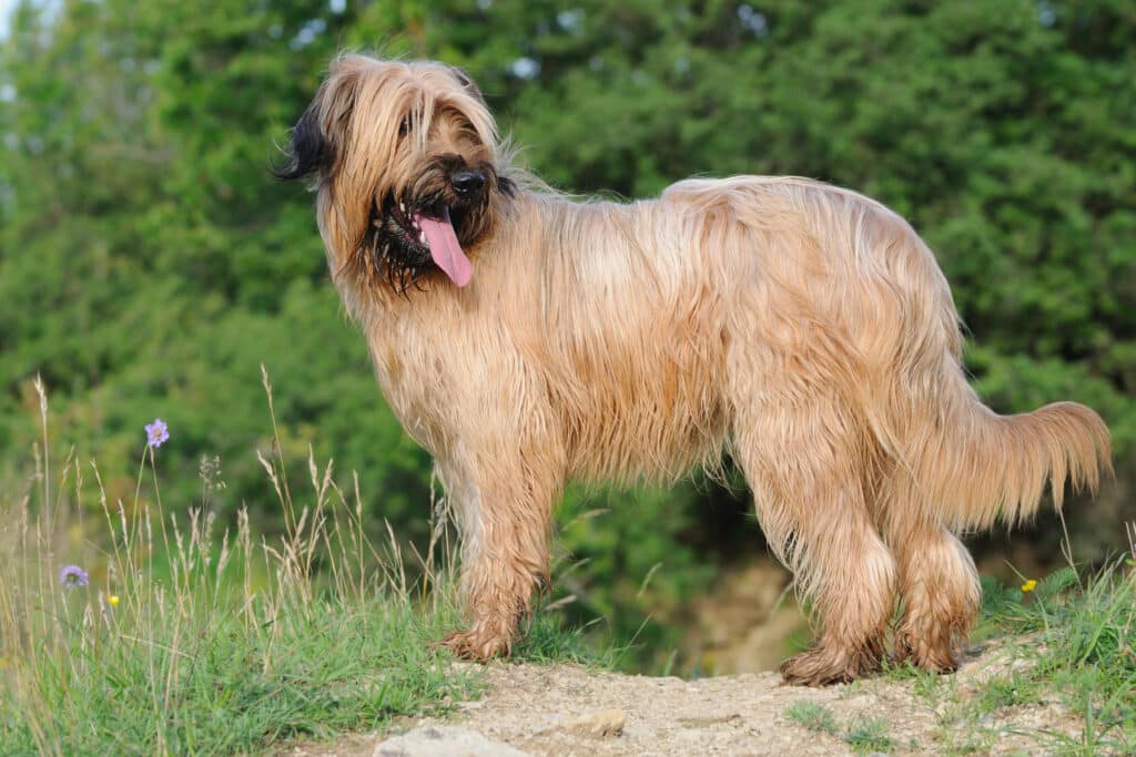 Berger de Brie (Briard) : caractère, éducation et santé d&rsquo;un grand berger français
