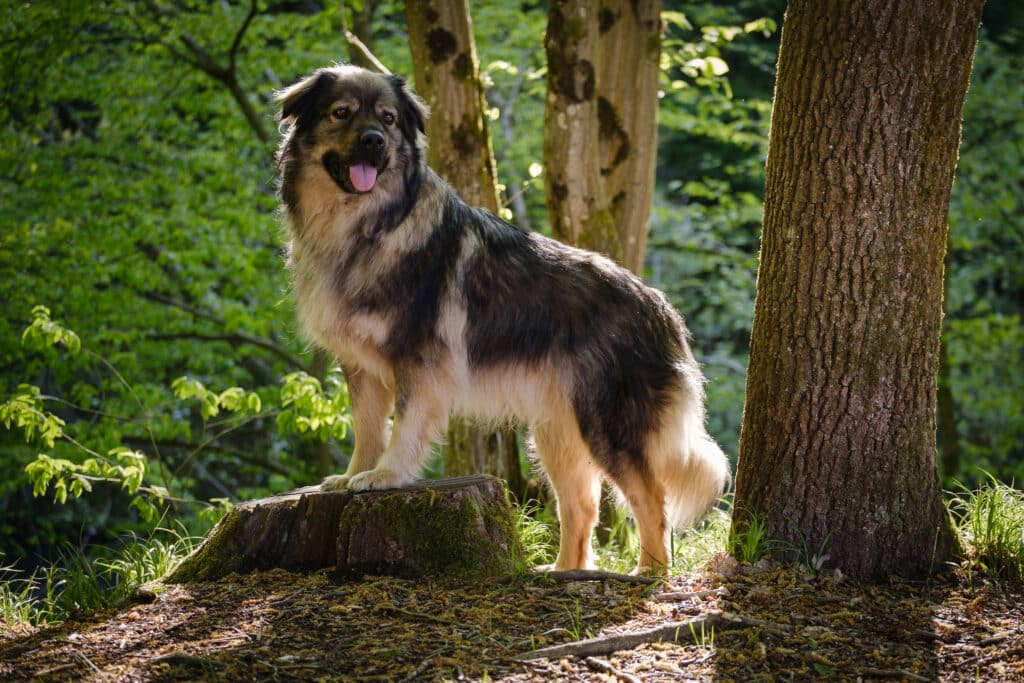 Berger du Karst : caractère, santé et prix de ce chien de berger slovène
