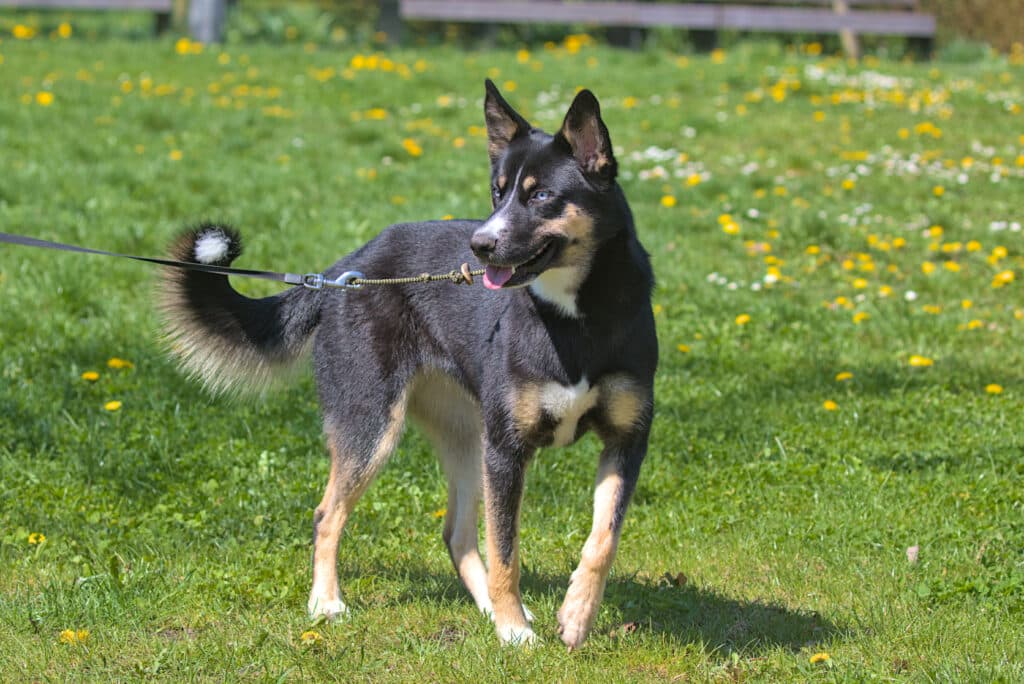 Berger Finnois de Laponie : caractère, santé et prix de ce chien nordique