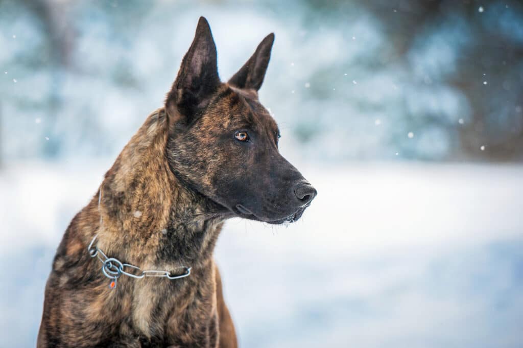 Berger Hollandais : caractère, éducation et santé d&rsquo;un chien de travail polyvalent