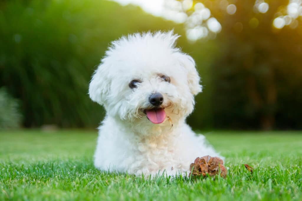 Bichon à Poil Frisé : caractère, santé et prix d&rsquo;un petit compagnon joyeux
