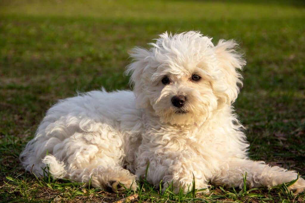 Bichon Bolonais : caractère, santé et prix de cette race italienne