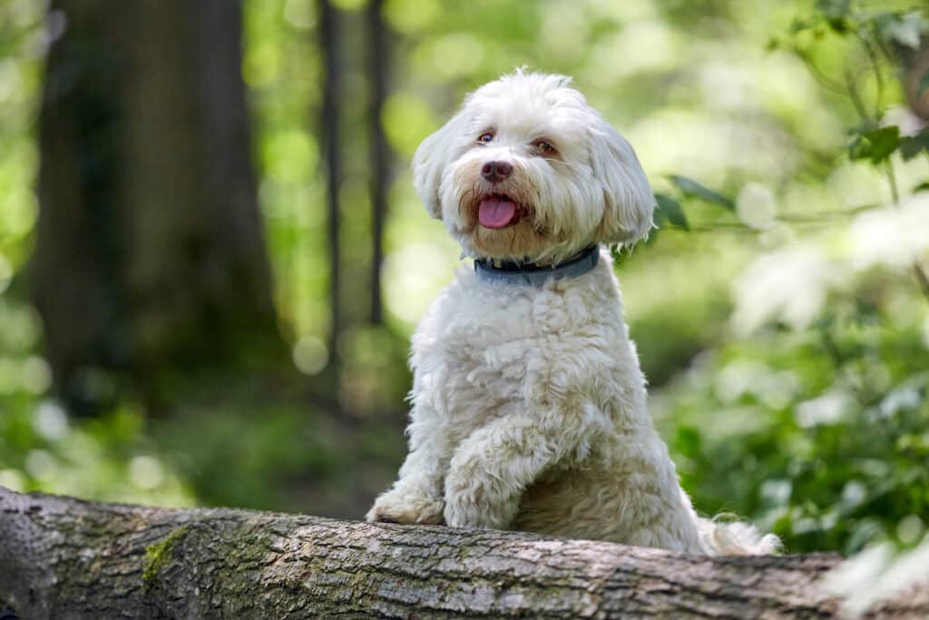 Bichon Havanais : caractère, santé et prix de ce petit compagnon cubain