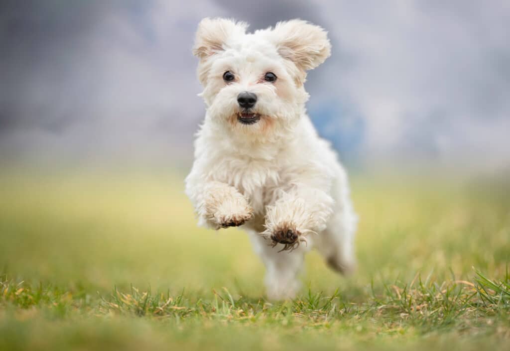 Bichon Maltais : caractère, santé et prix de ce petit chien blanc