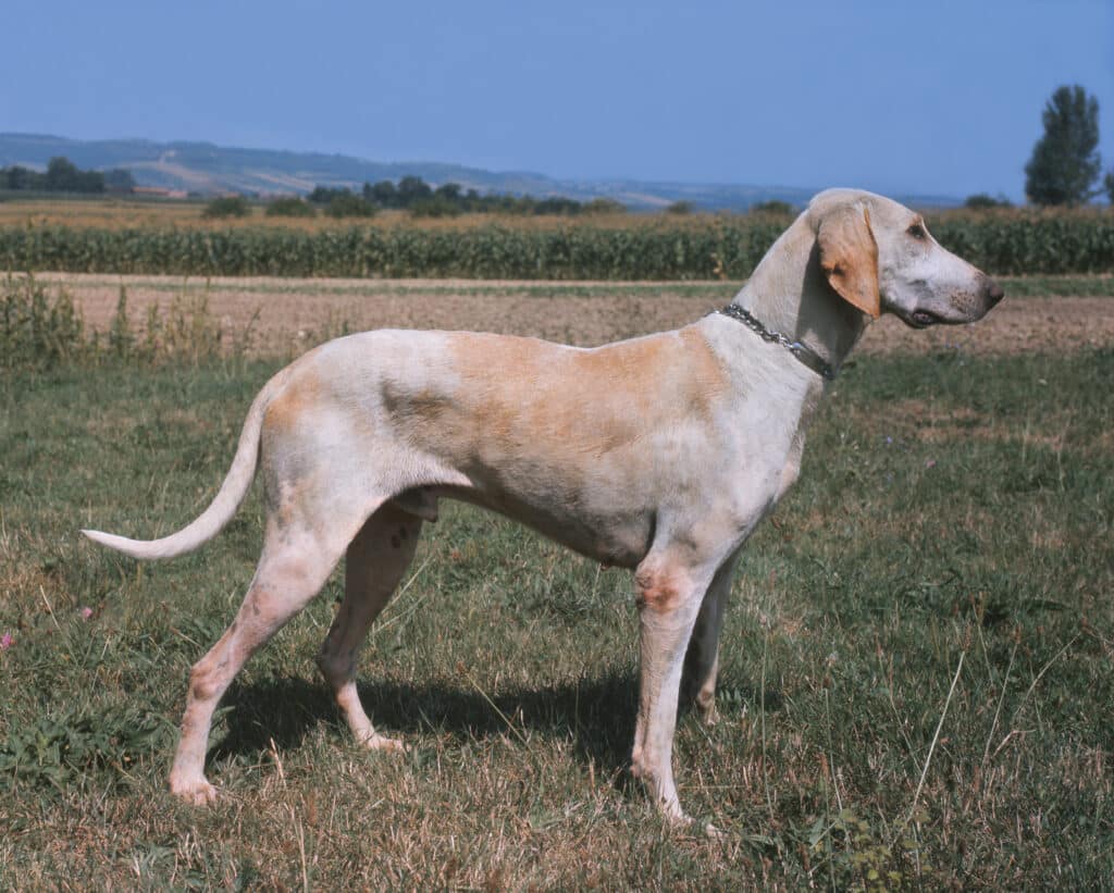 Le chien Billy : caractère, éducation et santé d&rsquo;un grand courant français