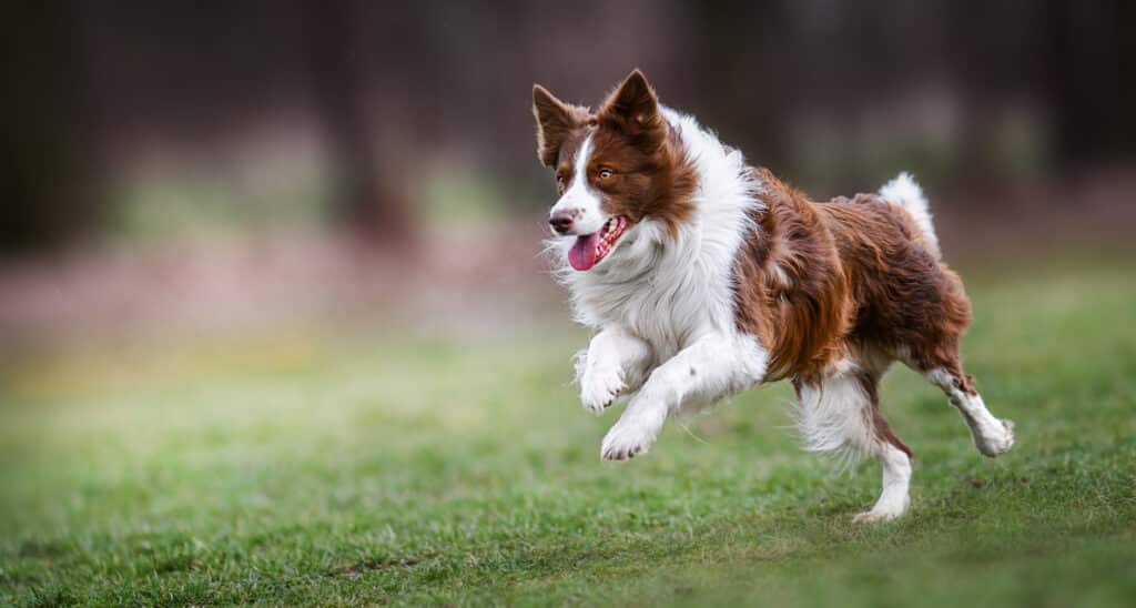 Border Collie : caractère, santé et prix de ce chien de berger d&rsquo;exception