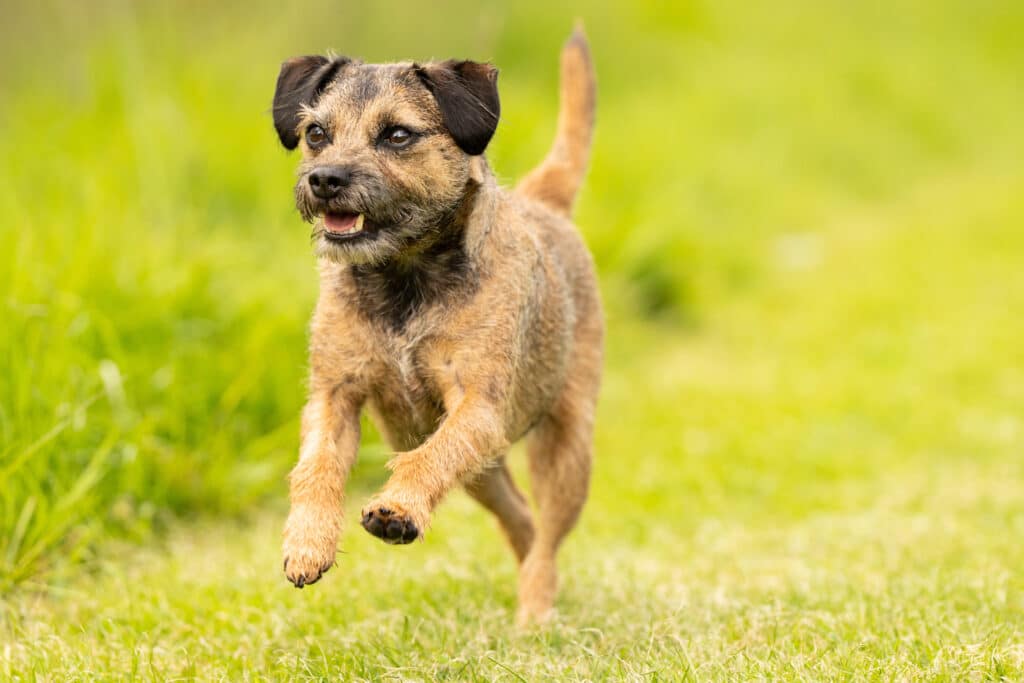 Border Terrier : caractère, éducation et prix de ce petit terrier