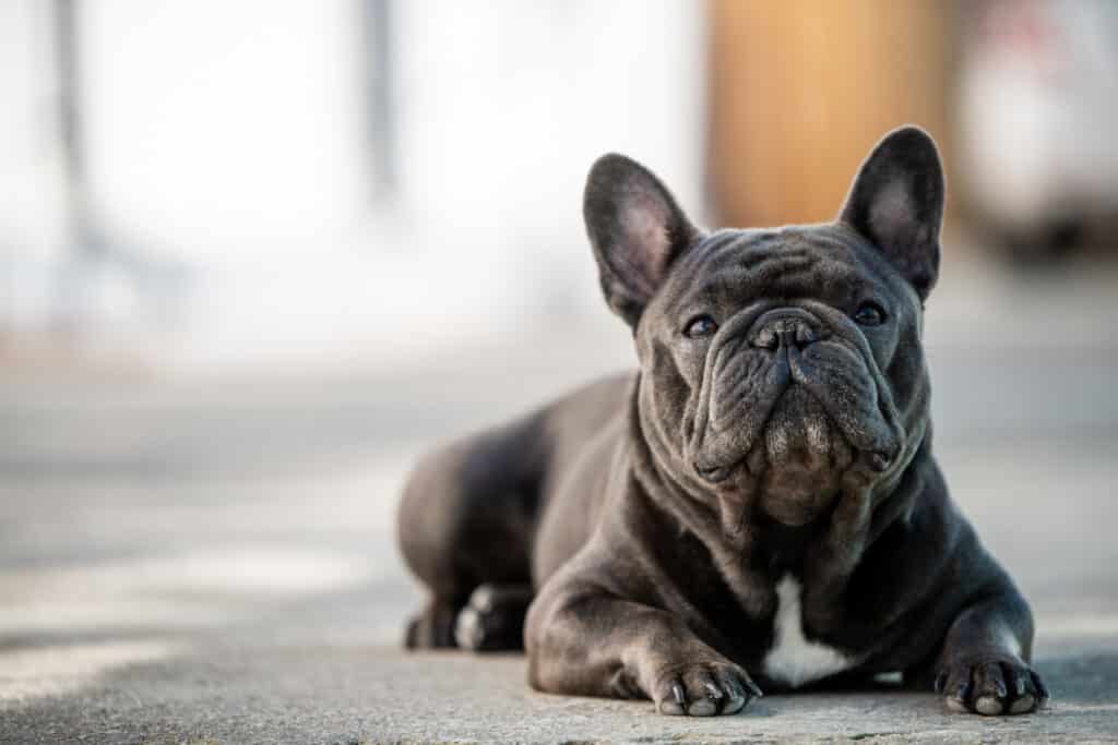 Bouledogue Français : caractère, santé et mode de vie de cette race