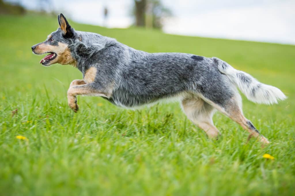 Bouvier Australien : caractère, éducation et santé de l&rsquo;Australian Cattle Dog