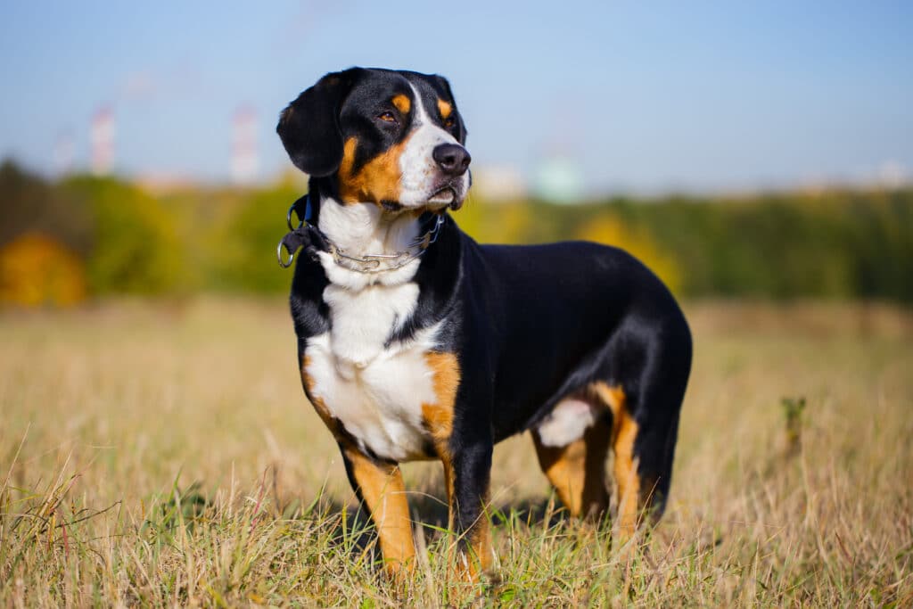 Bouvier de l&rsquo;Entlebuch : caractère, éducation et santé de ce bouvier suisse