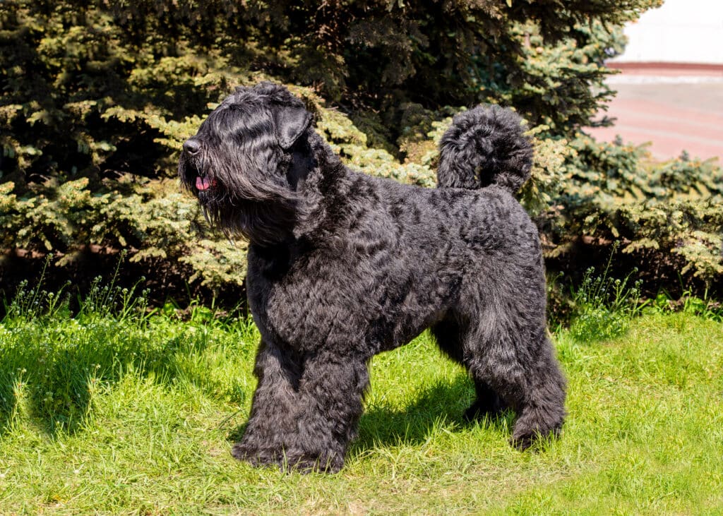 Bouvier des Flandres : caractère, santé et éducation de cette race