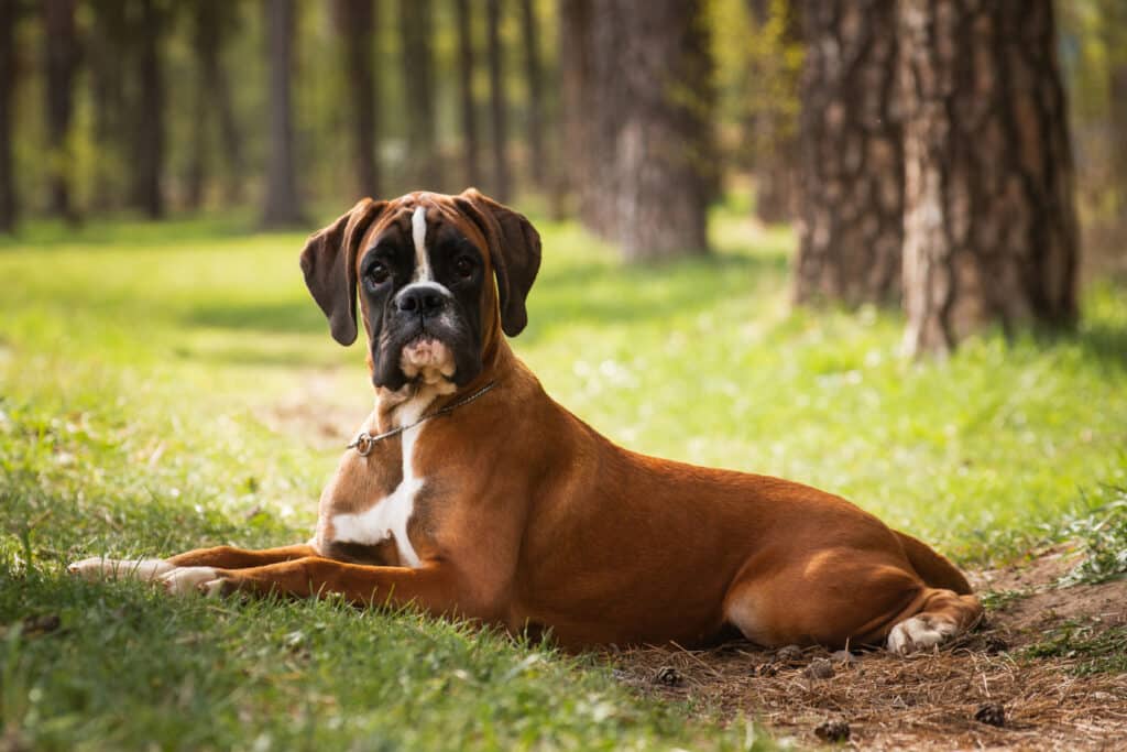Le Boxer : caractère, santé et prix de ce chien de famille