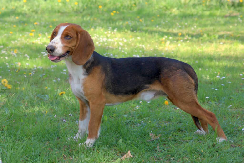 Brachet Allemand : caractère, éducation et santé de ce chien courant