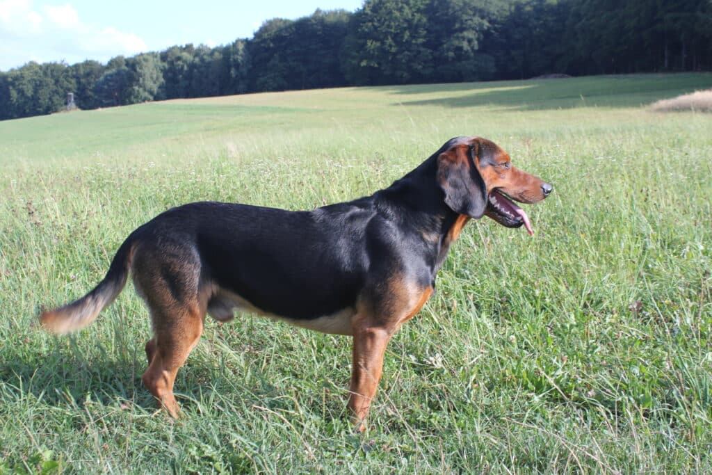 Brachet Tyrolien : caractère, éducation et prix de ce chien courant