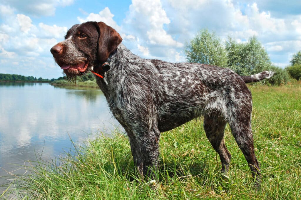 Braque Allemand Poil Dur : caractère, éducation et santé de ce chien d&rsquo;arrêt