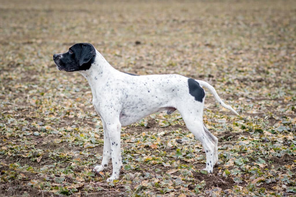 Braque d&rsquo;Auvergne : caractère, santé et activité de ce chien d&rsquo;arrêt