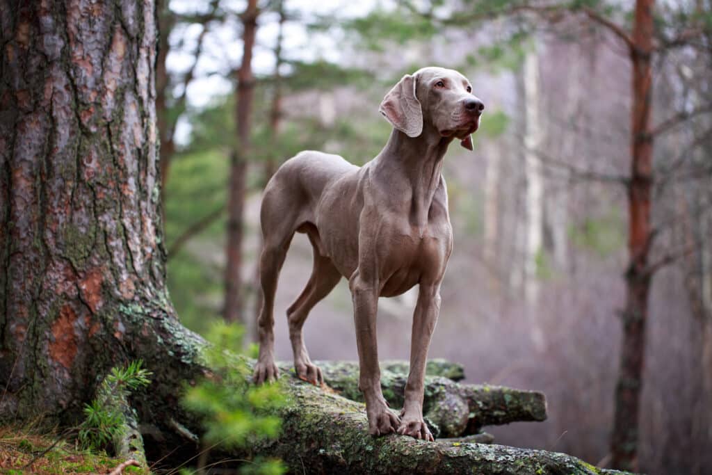 Braque de Weimar : caractère, santé et éducation de ce chien de chasse