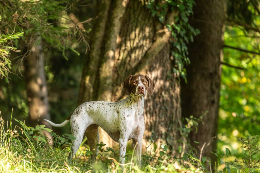 Braque Français Type Gascogne : caractère, éducation et santé de ce chien d&rsquo;arrêt