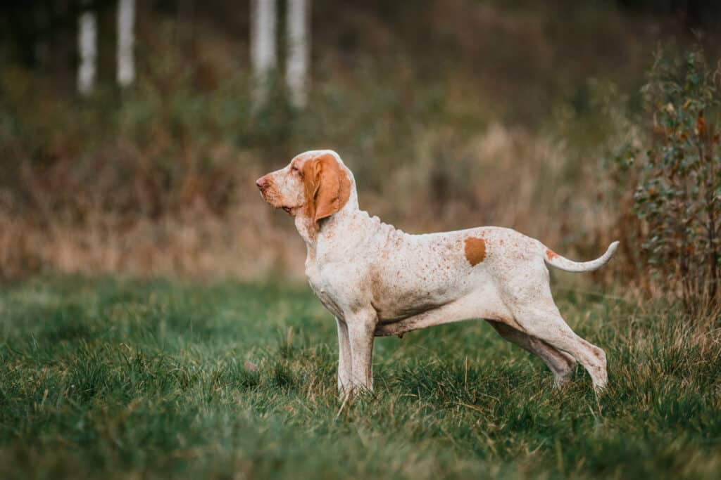 Braque Italien : caractère, santé et prix de cette race de chasse